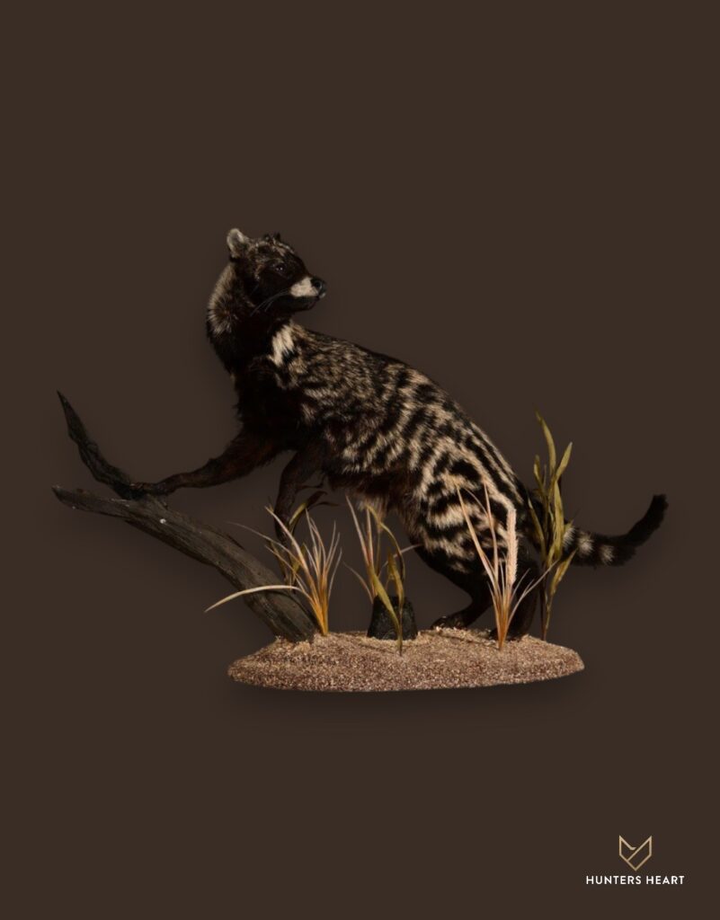 ALT TEXT|African Civet Life-Size mount Taxidermy - Premium Edition