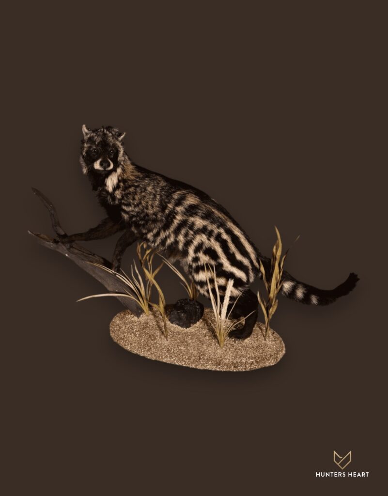 ALT TEXT|African Civet Life-Size mount Taxidermy - Masterpiece Collection