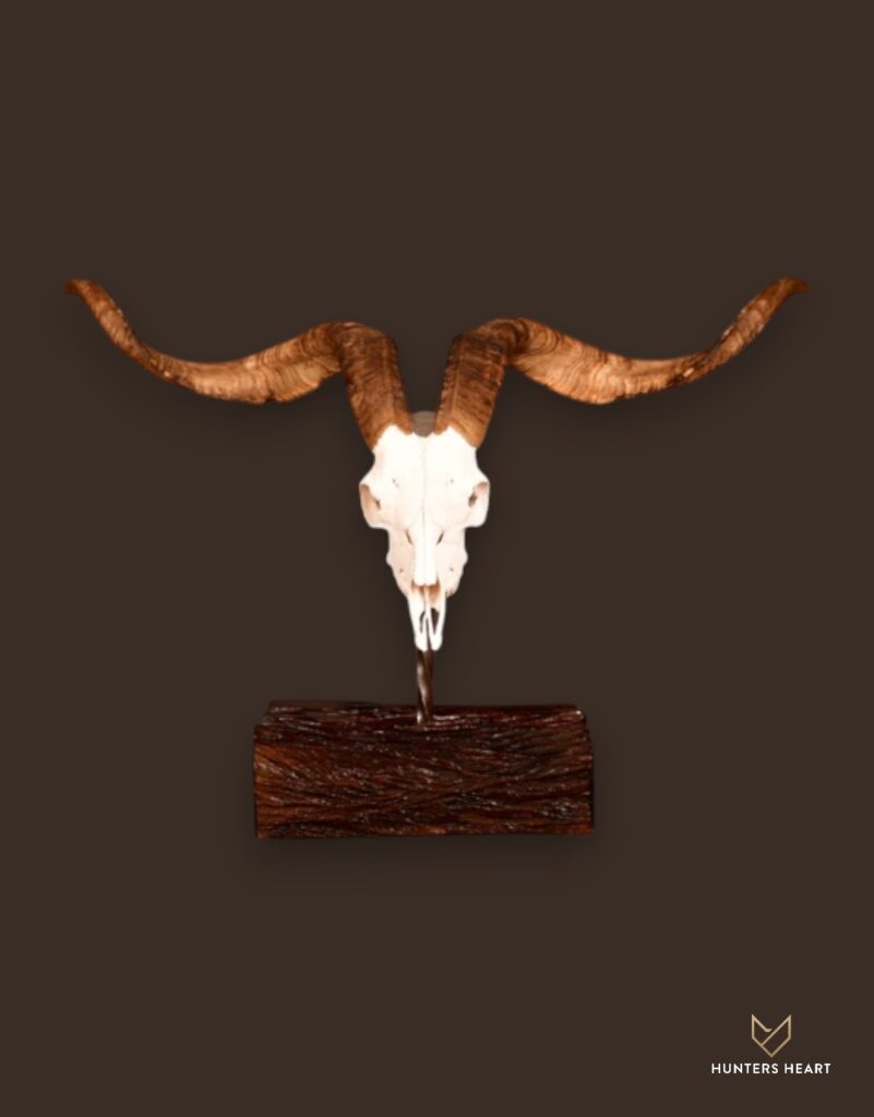 ALT TEXT|Angora Ram Tabletop Mount Taxidermy - Premium Edition