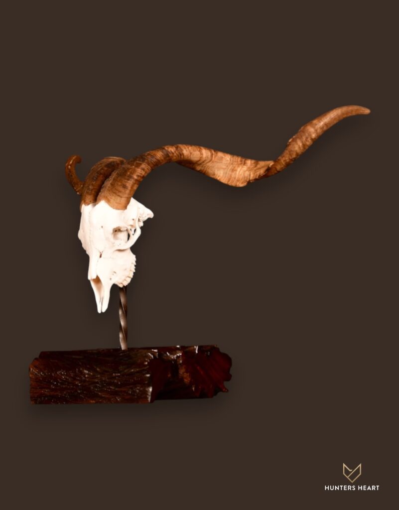 ALT TEXT|Angora Ram Tabletop Mount Taxidermy - Exclusive Mount