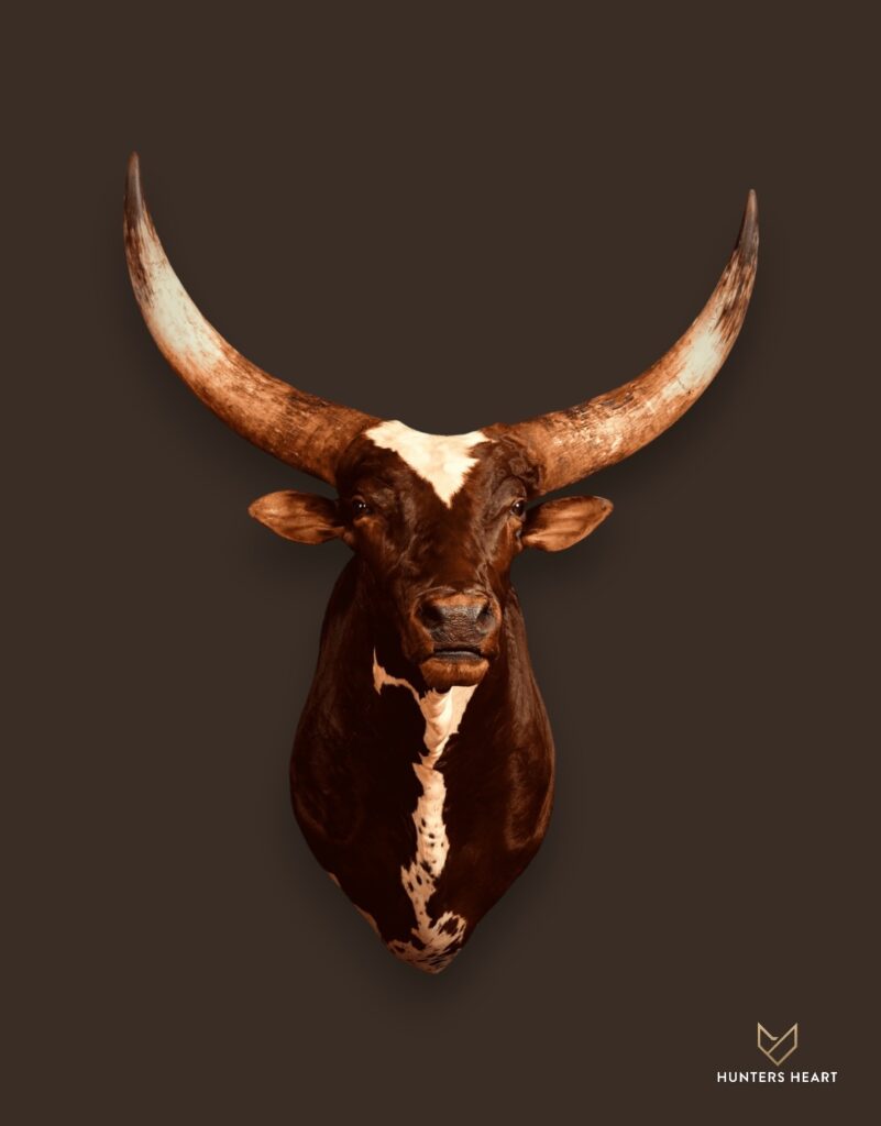 ALT TEXT|Ankole Cattle Shoulder Mount Taxidermy - Premium Edition
