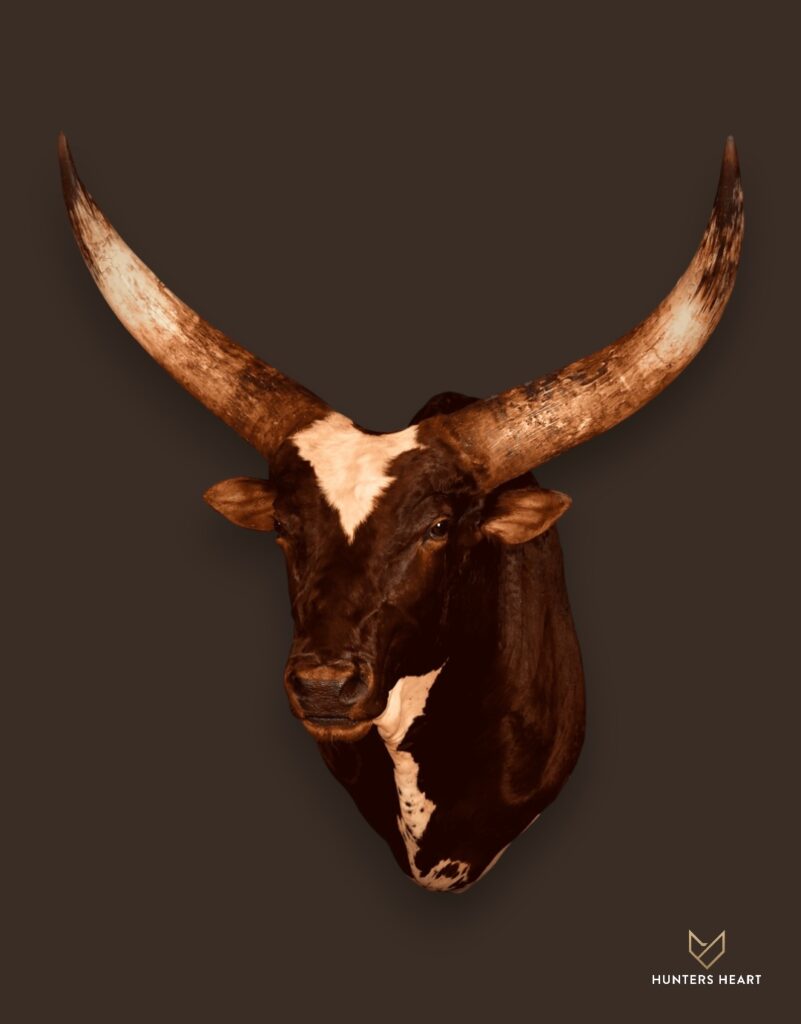 ALT TEXT|Ankole Cattle Shoulder Mount Taxidermy - Exclusive Mount