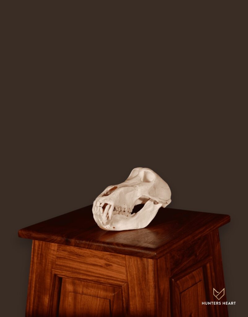 ALT TEXT|Baboon Bleached skull Taxidermy - Signature Series