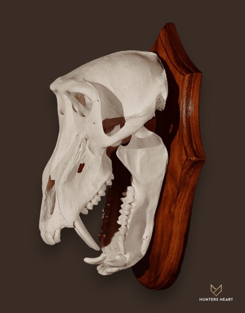 ALT TEXT|Baboon European Mount Taxidermy - Masterpiece Collection