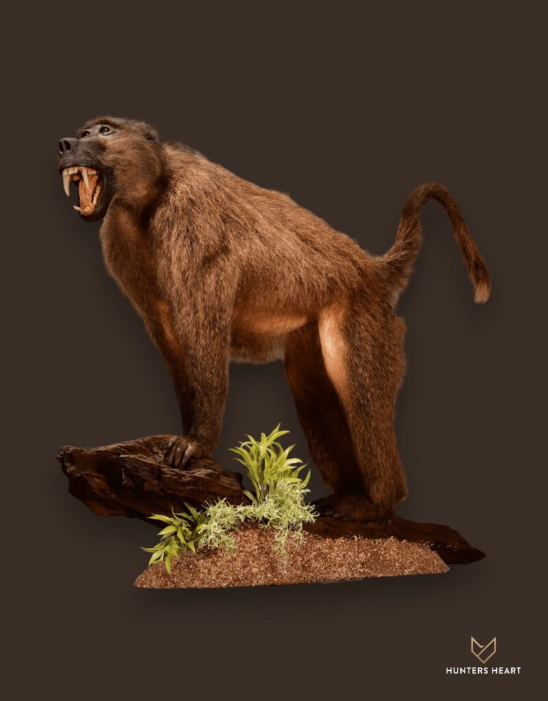 ALT TEXT|Baboon Life-Size mount Taxidermy - Premium Edition