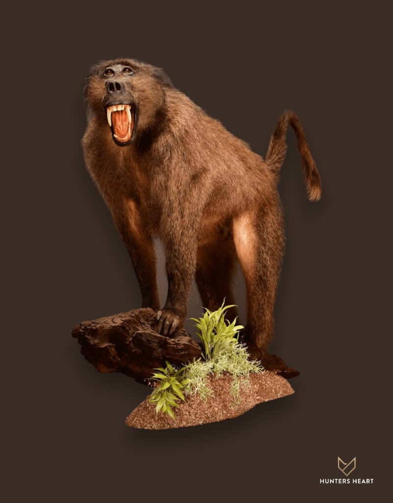 ALT TEXT|Baboon Life-Size mount Taxidermy - Exclusive Mount