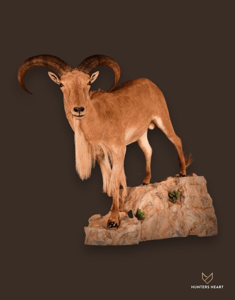 ALT TEXT|Barbary Sheep Life-Size mount Taxidermy - Premium Edition