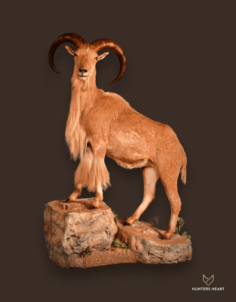 ALT TEXT|Barbary Sheep Life-Size mount Taxidermy - Exclusive Mount