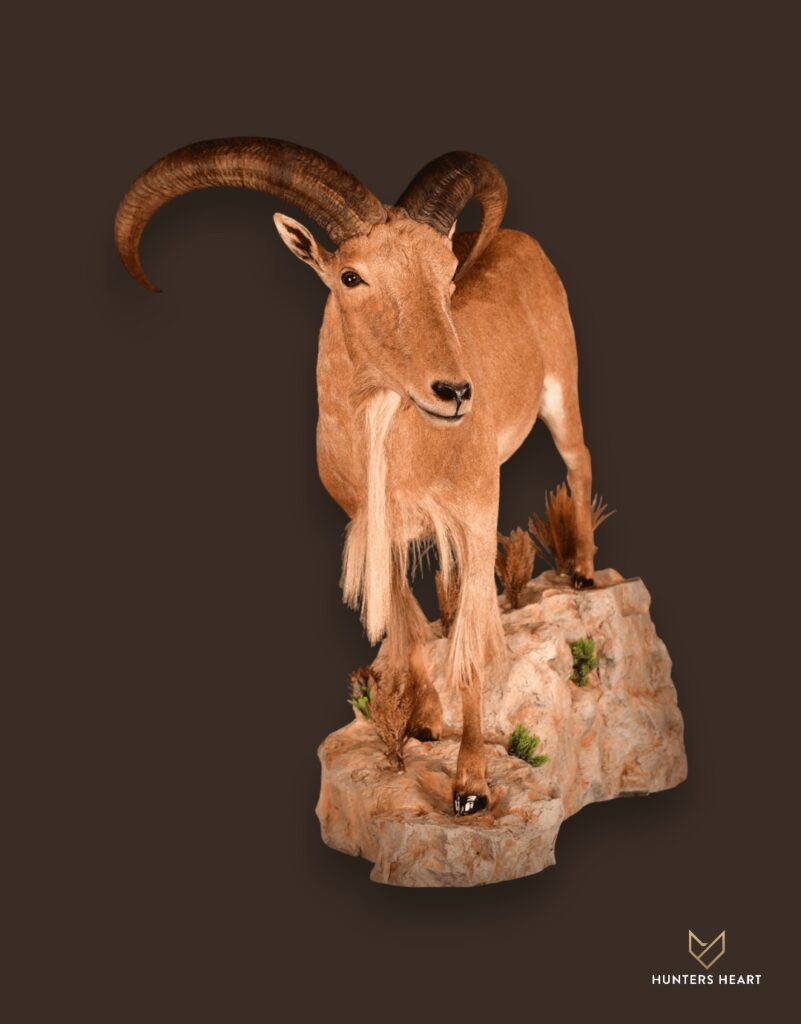 ALT TEXT|Barbary Sheep Life-Size mount Taxidermy - Masterpiece Collection