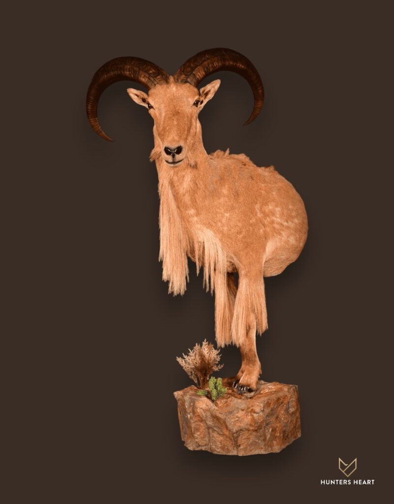 ALT TEXT|Barbary Sheep Half Mount Taxidermy - Elite Selection