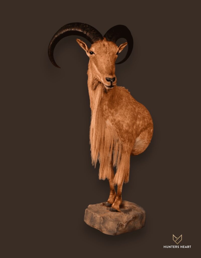 ALT TEXT|Barbary Sheep Half Mount Taxidermy - Custom Craftsmanship