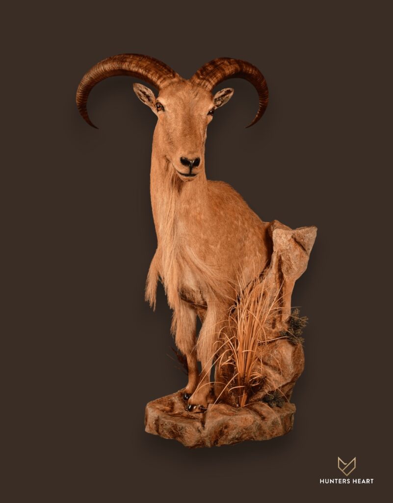 ALT TEXT|Barbary Sheep Half Mount Taxidermy - Artisan Design