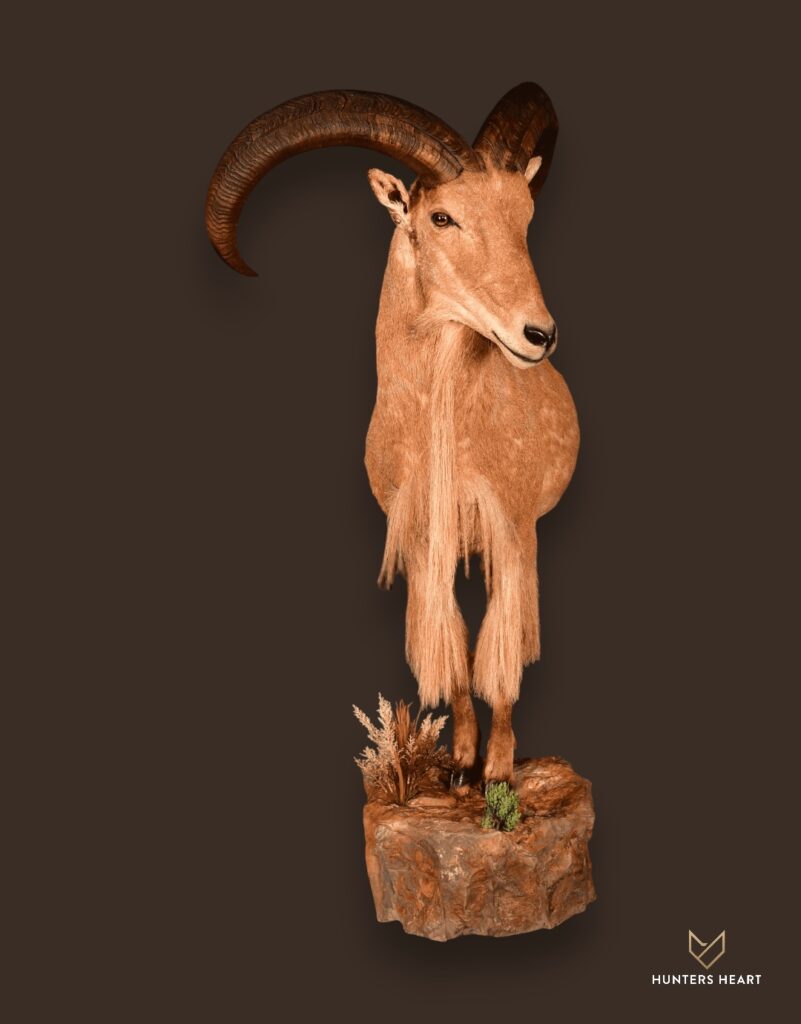 ALT TEXT|Barbary Sheep Half Mount Taxidermy - Premium Edition