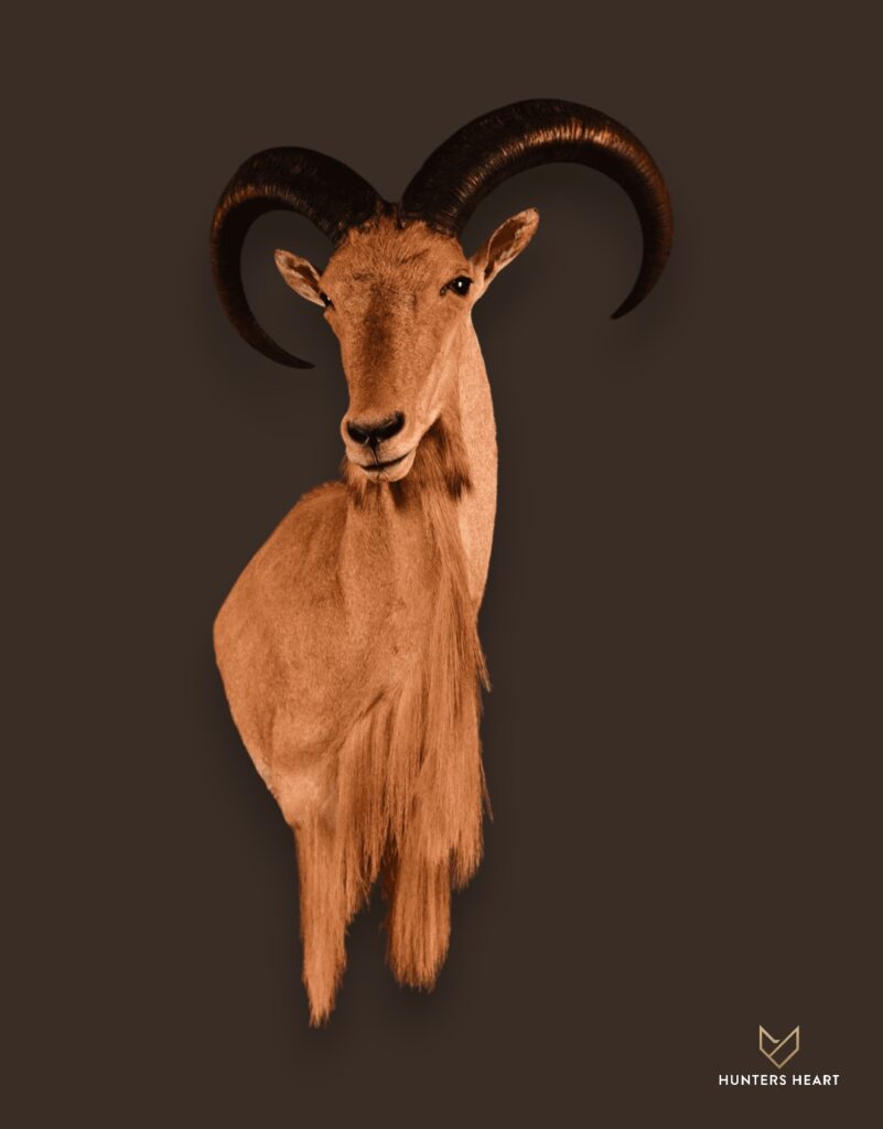 ALT TEXT|Barbary Sheep Shoulder Mount Taxidermy - Signature Series