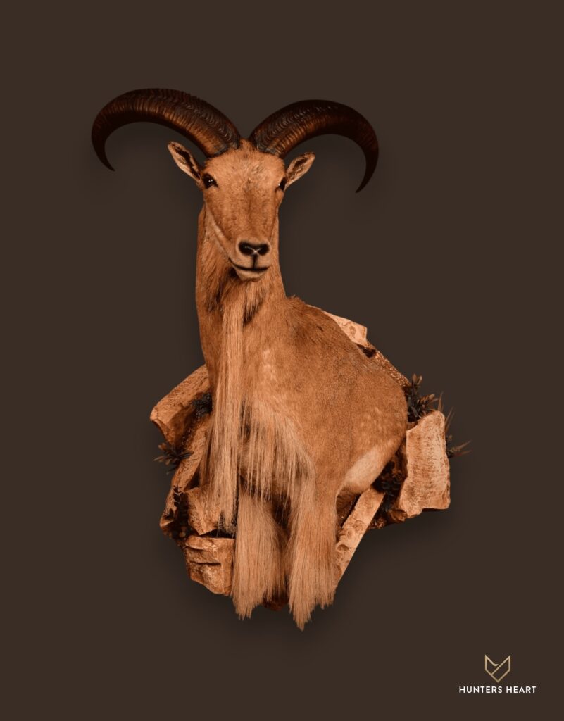 ALT TEXT|Barbary Sheep Wall Mount Taxidermy - Heritage Quality