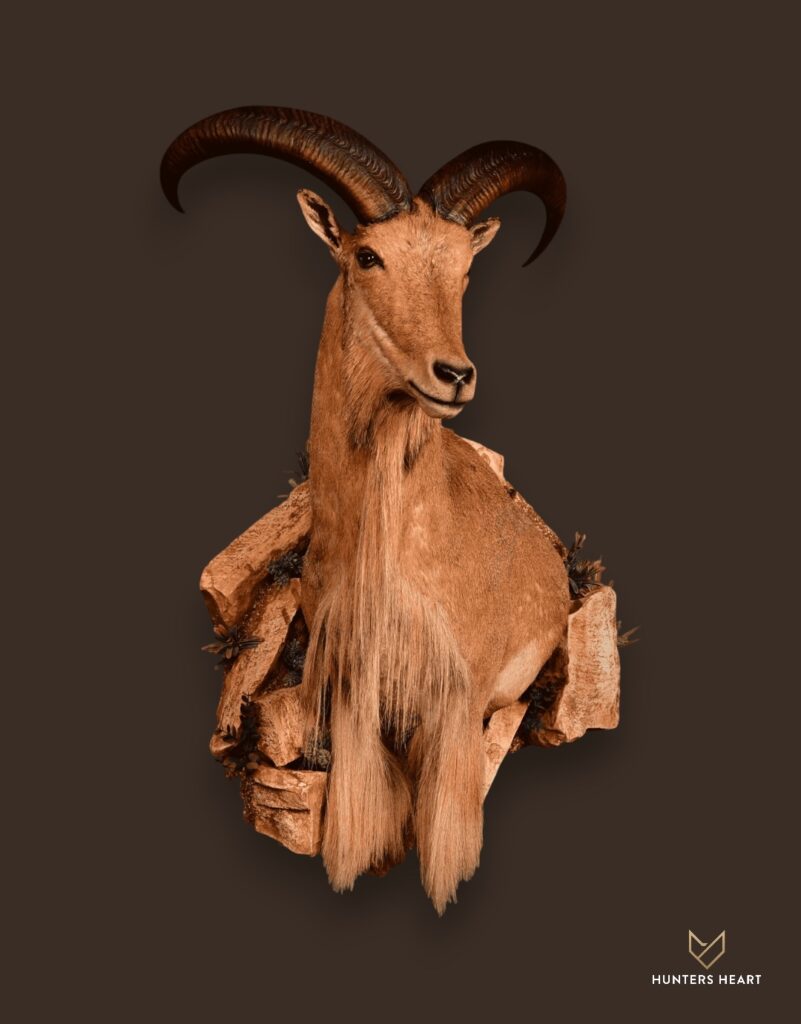 ALT TEXT|Barbary Sheep Wall Mount Taxidermy - Classic Display