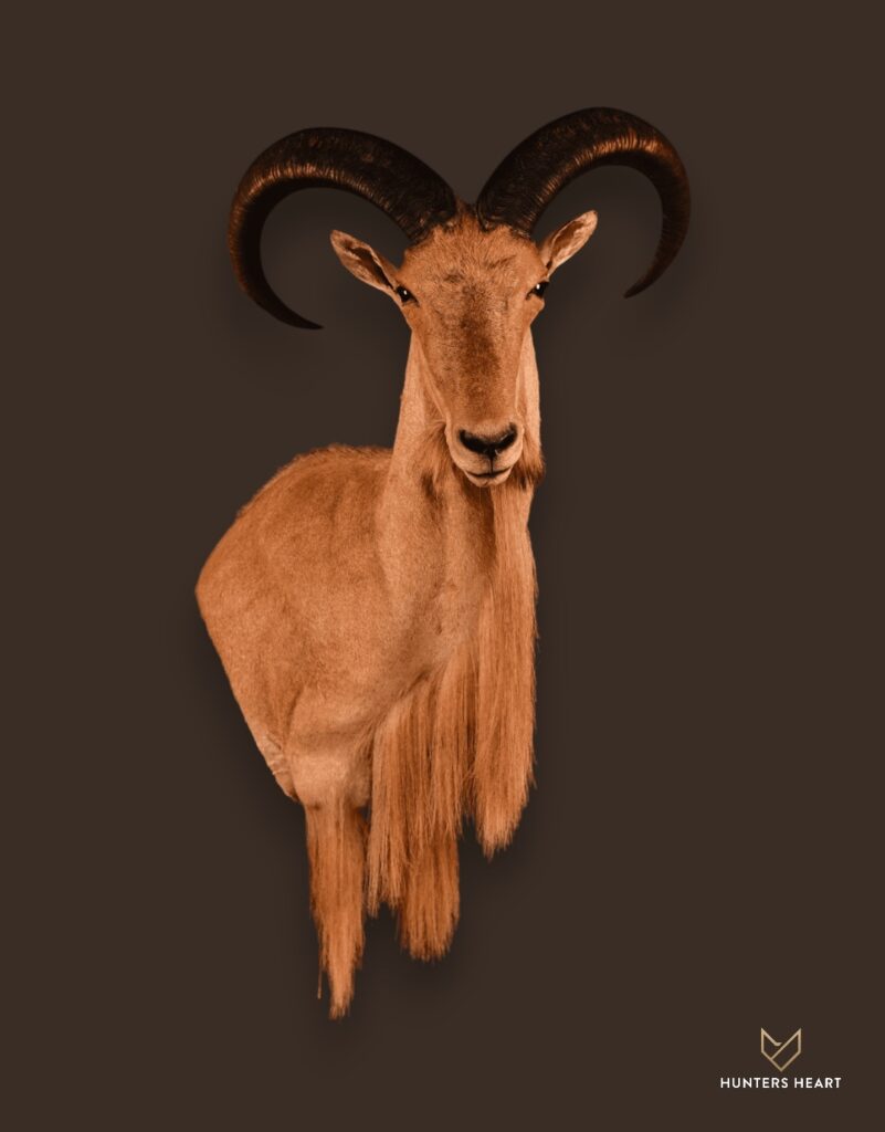 ALT TEXT|Barbary Sheep Wall Mount Taxidermy - Prestige Line