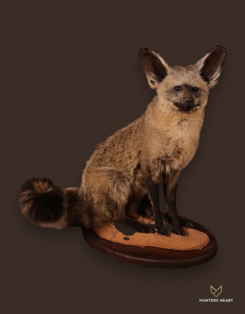 ALT TEXT|Bat Eared Fox Life-Size mount Taxidermy - Premium Edition