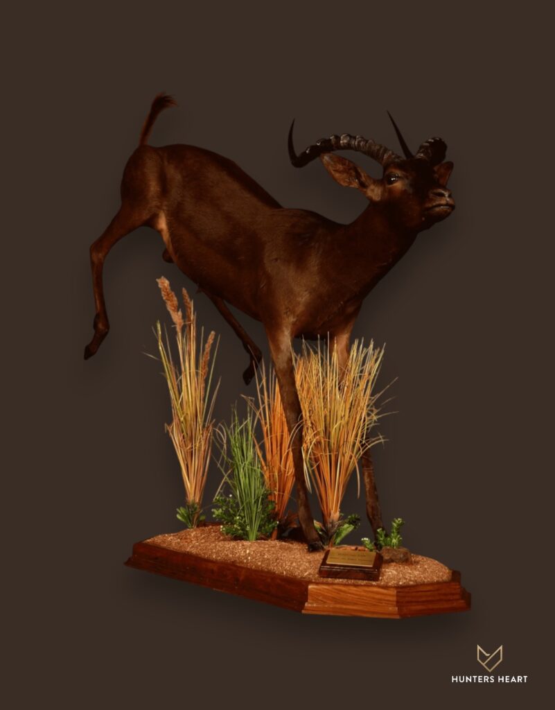 Impala Life-Size mount Taxidermy - Heritage Quality
