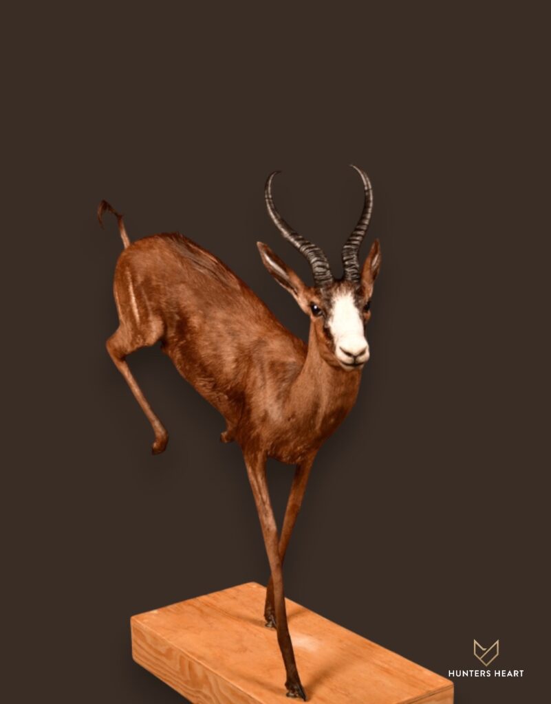 Springbuck Life-Size mount Taxidermy - Exclusive Mount