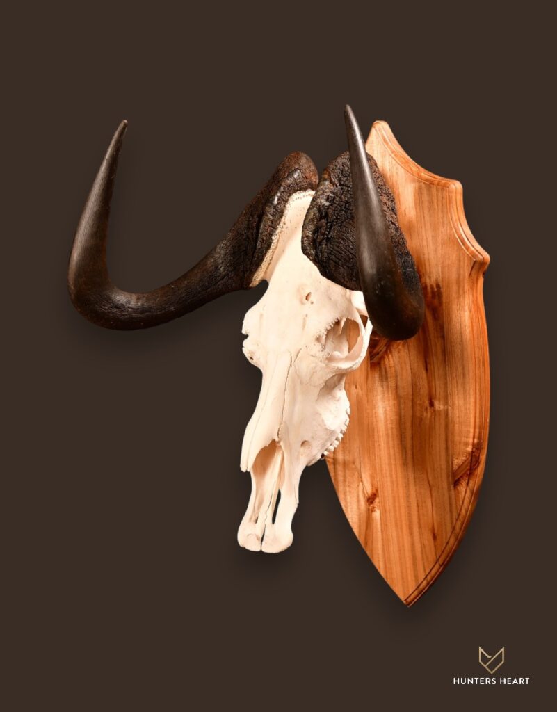ALT TEXT|Black Wildebeest European Mount Taxidermy - Signature Series