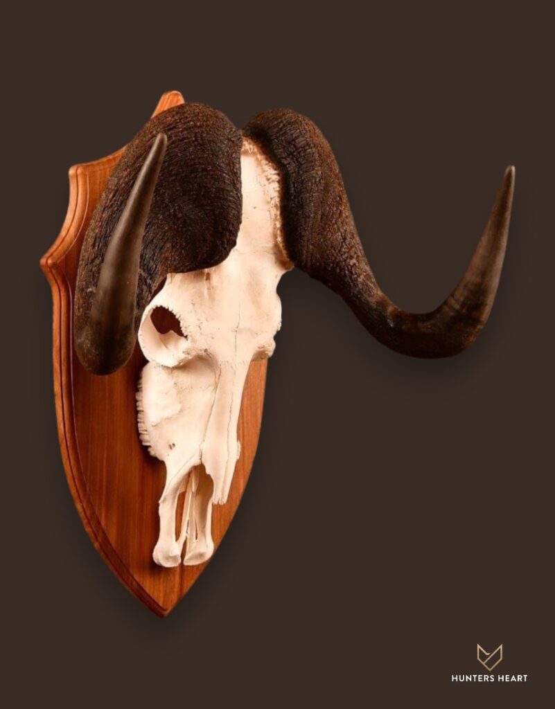 ALT TEXT|Black Wildebeest European Mount Taxidermy - Heritage Quality
