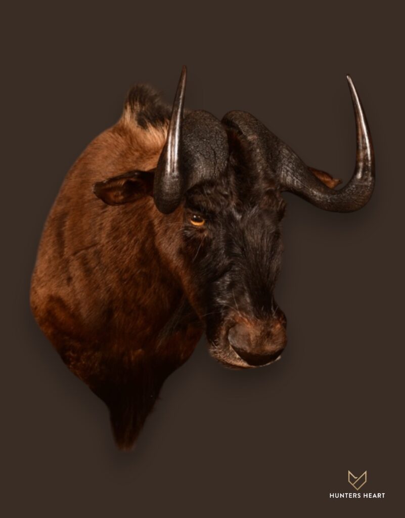 ALT TEXT|Black Wildebeest Wall Mount Taxidermy - Premium Edition
