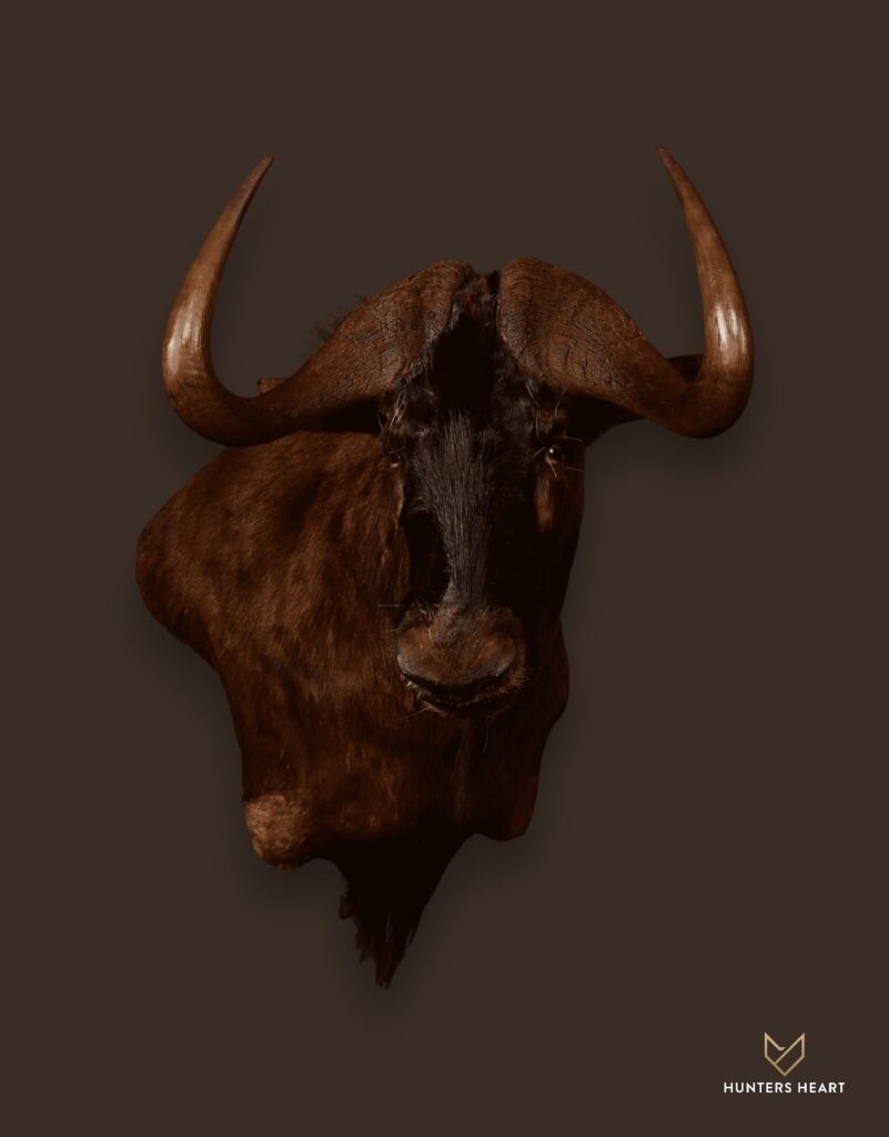 ALT TEXT|Black Wildebeest Wall Mount Taxidermy - Exclusive Mount