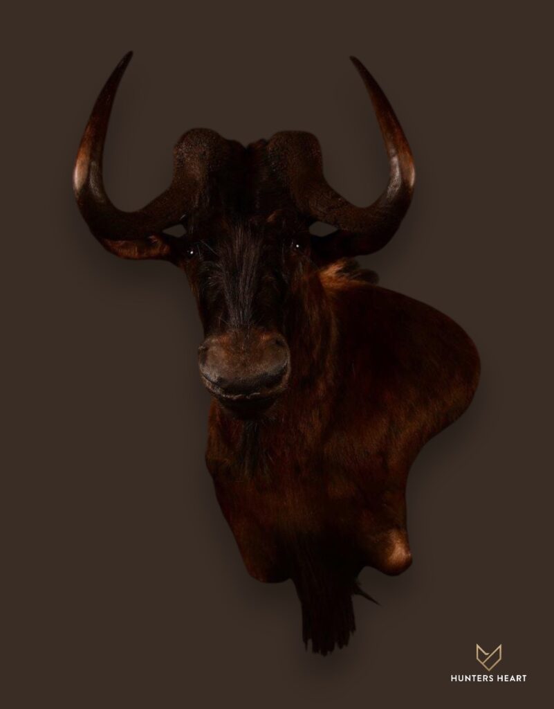 ALT TEXT|Black Wildebeest Wall Mount Taxidermy - Masterpiece Collection