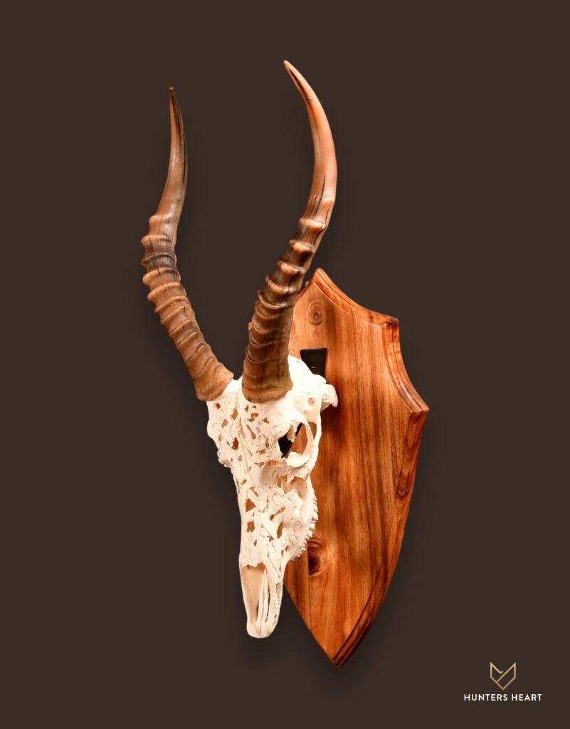 ALT TEXT|Blesbuck European Mount Taxidermy - Custom Craftsmanship