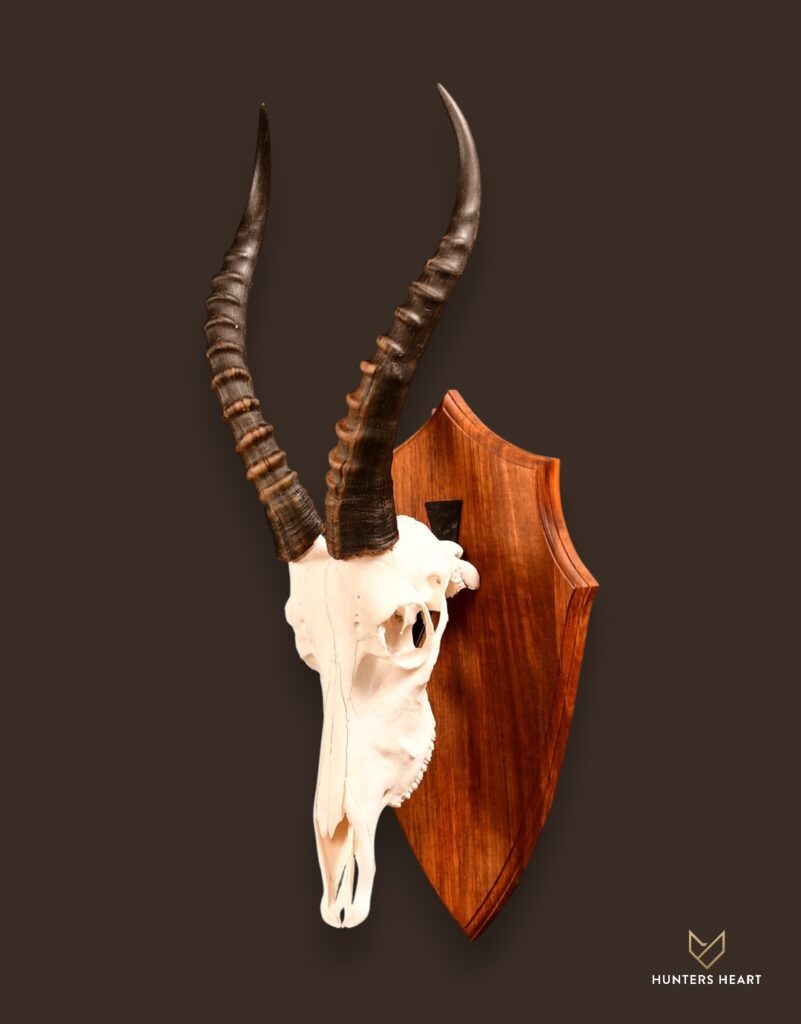 ALT TEXT|Blesbuck European Mount Taxidermy - Artisan Design