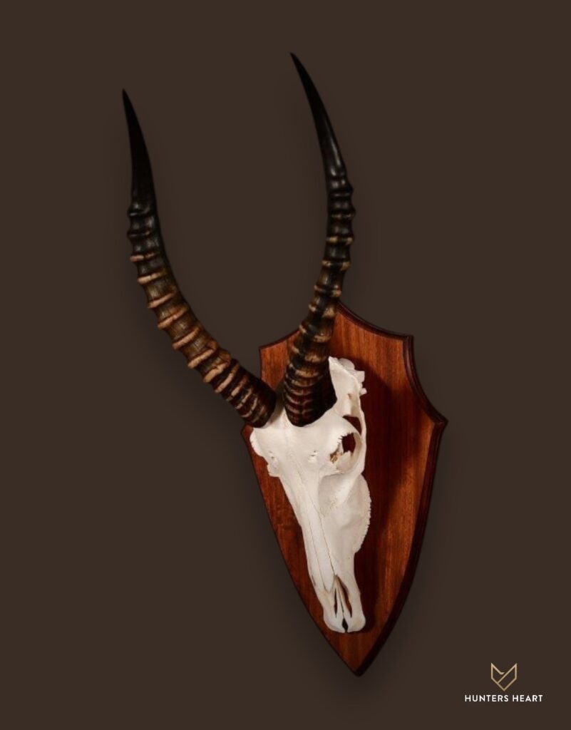 ALT TEXT|Blesbuck European Mount Taxidermy - Premium Edition