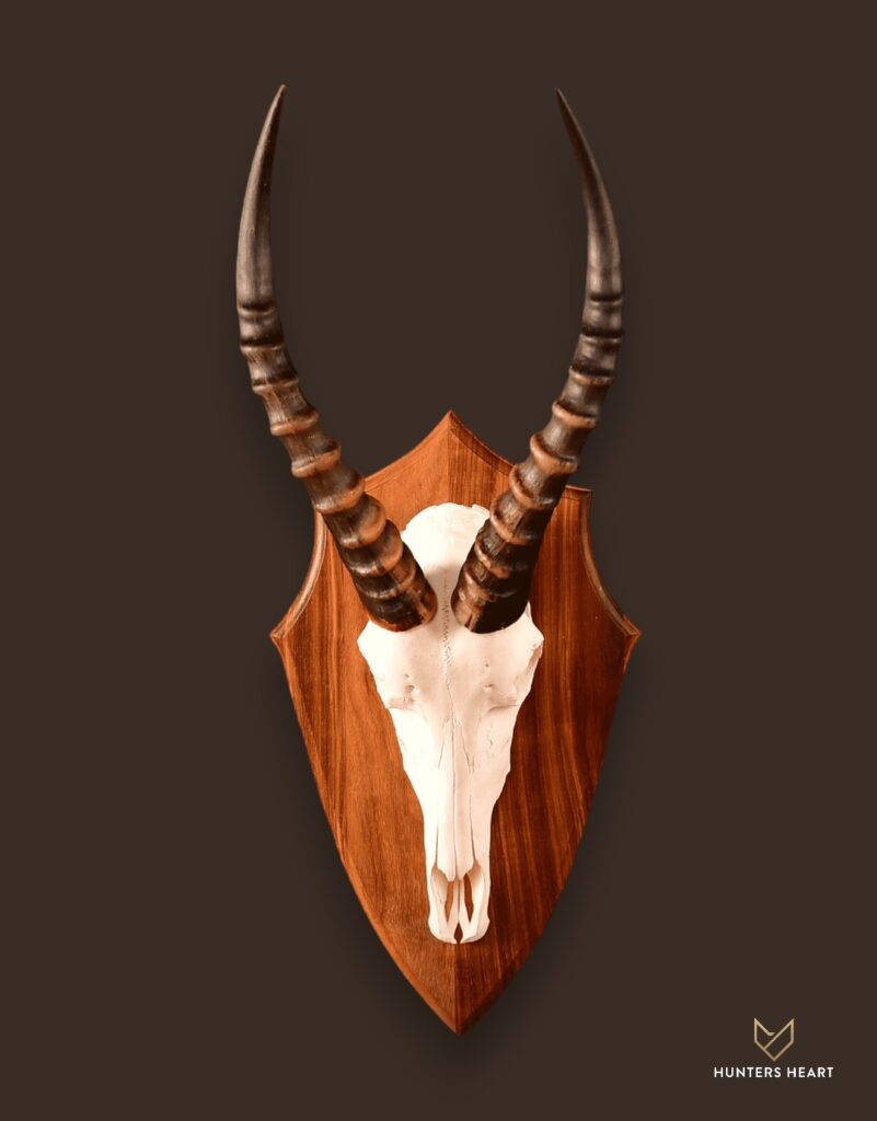 ALT TEXT|Blesbuck European Mount Taxidermy - Exclusive Mount