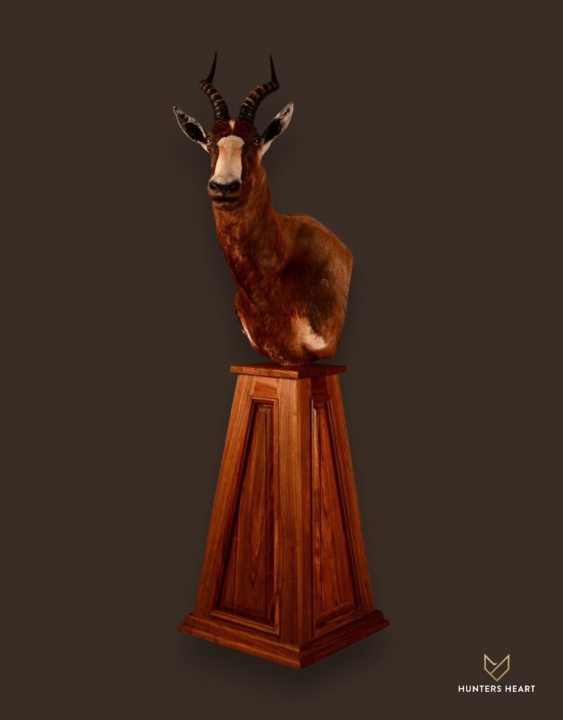 ALT TEXT|Blesbuck Floor Pedestal Mount Taxidermy - Premium Edition