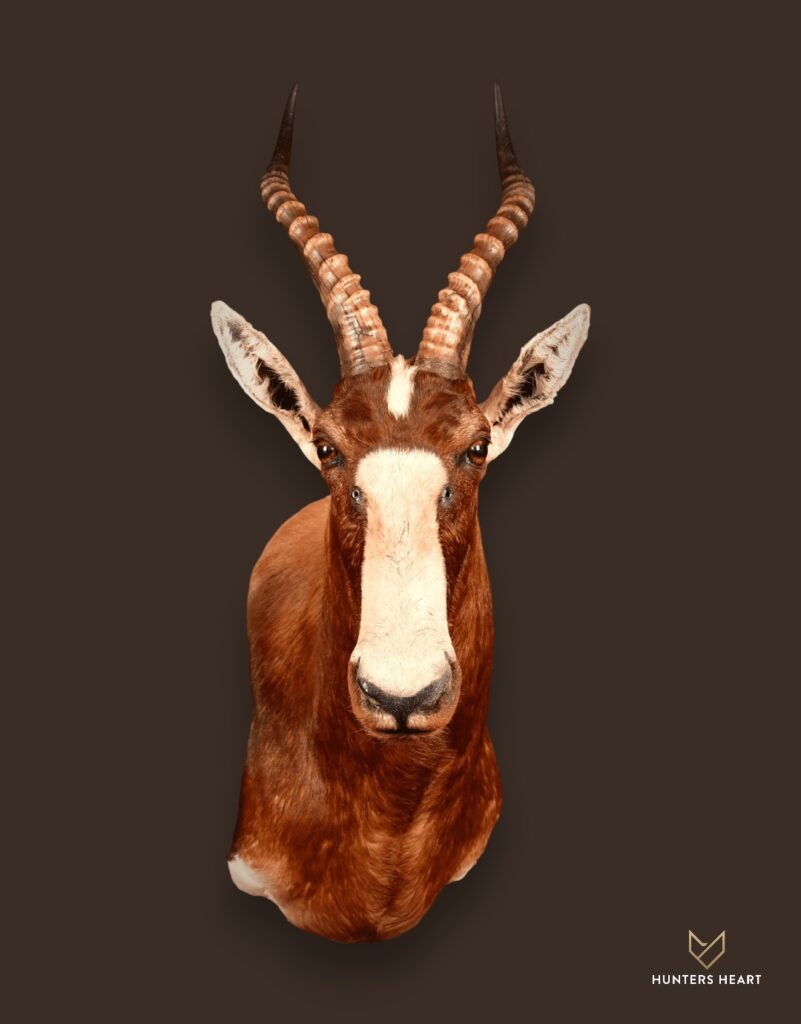 ALT TEXT|Blesbuck Shoulder Mount Taxidermy - Masterpiece Collection