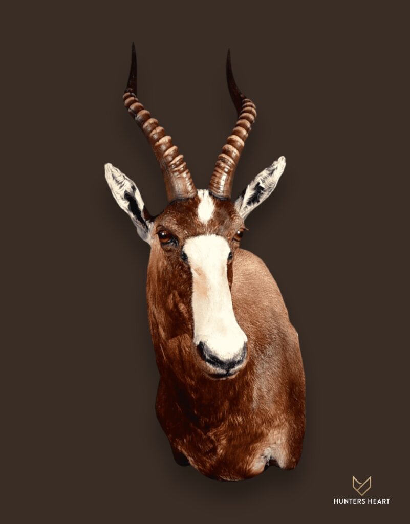 ALT TEXT|Blesbuck Shoulder Mount Taxidermy - Signature Series