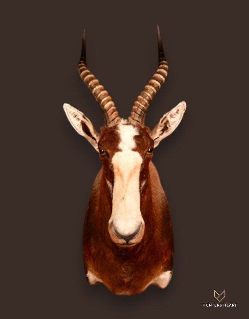 ALT TEXT|Blesbuck Shoulder Mount Taxidermy - Heritage Quality