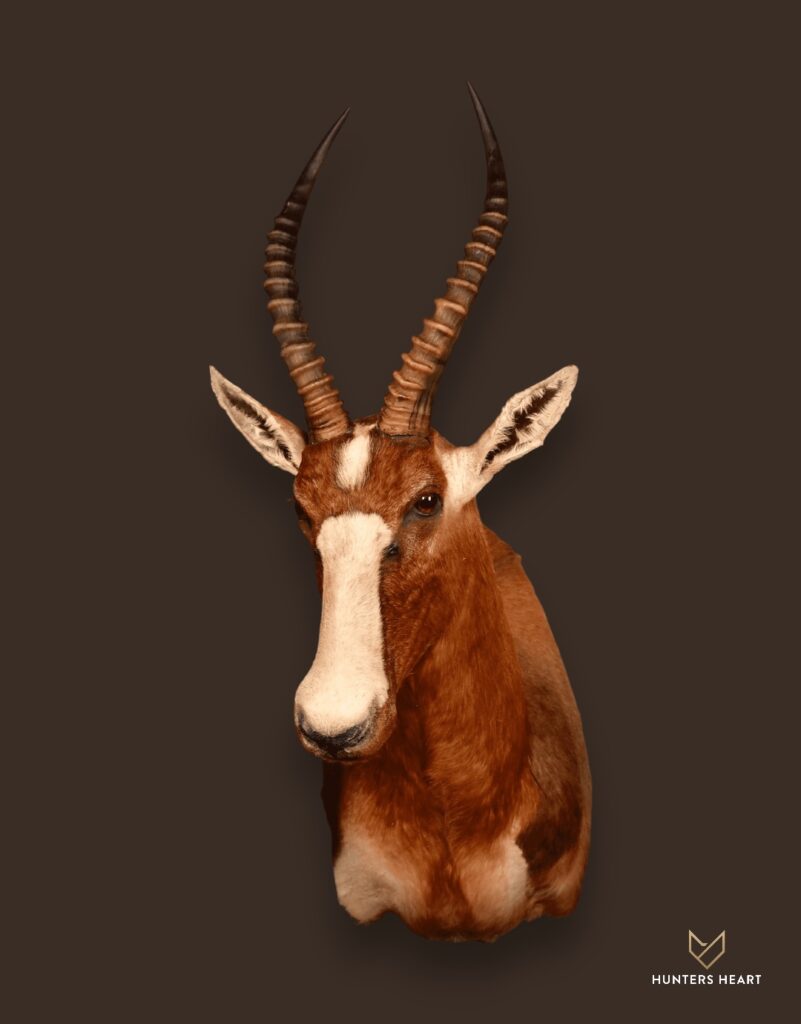 ALT TEXT|Blesbuck Shoulder Mount Taxidermy - Classic Display