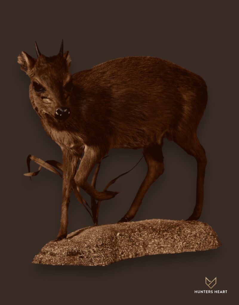 ALT TEXT|Blue Duiker Life-Size mount Taxidermy - Premium Edition