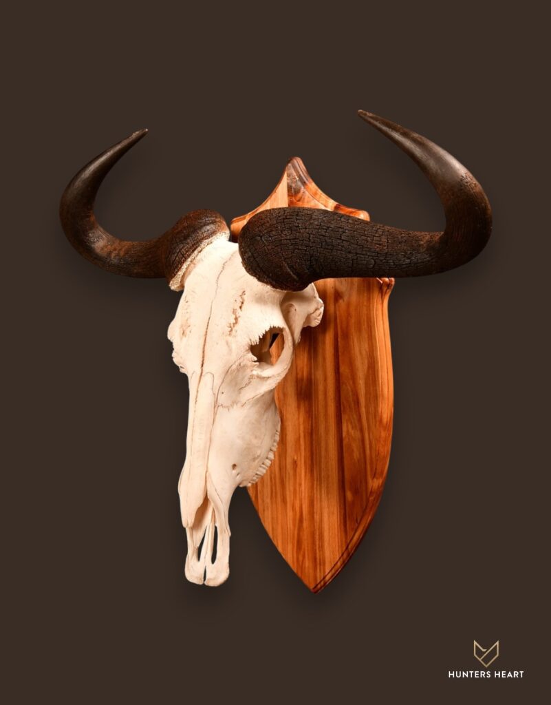 ALT TEXT|Blue Wildebeest European Mount Taxidermy - Prestige Line