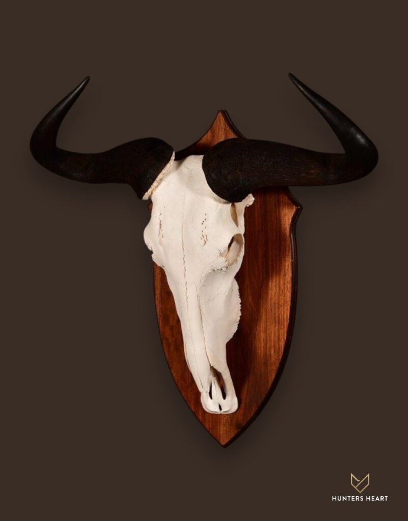 ALT TEXT|Blue Wildebeest Engraved Skull Taxidermy - Elite Selection