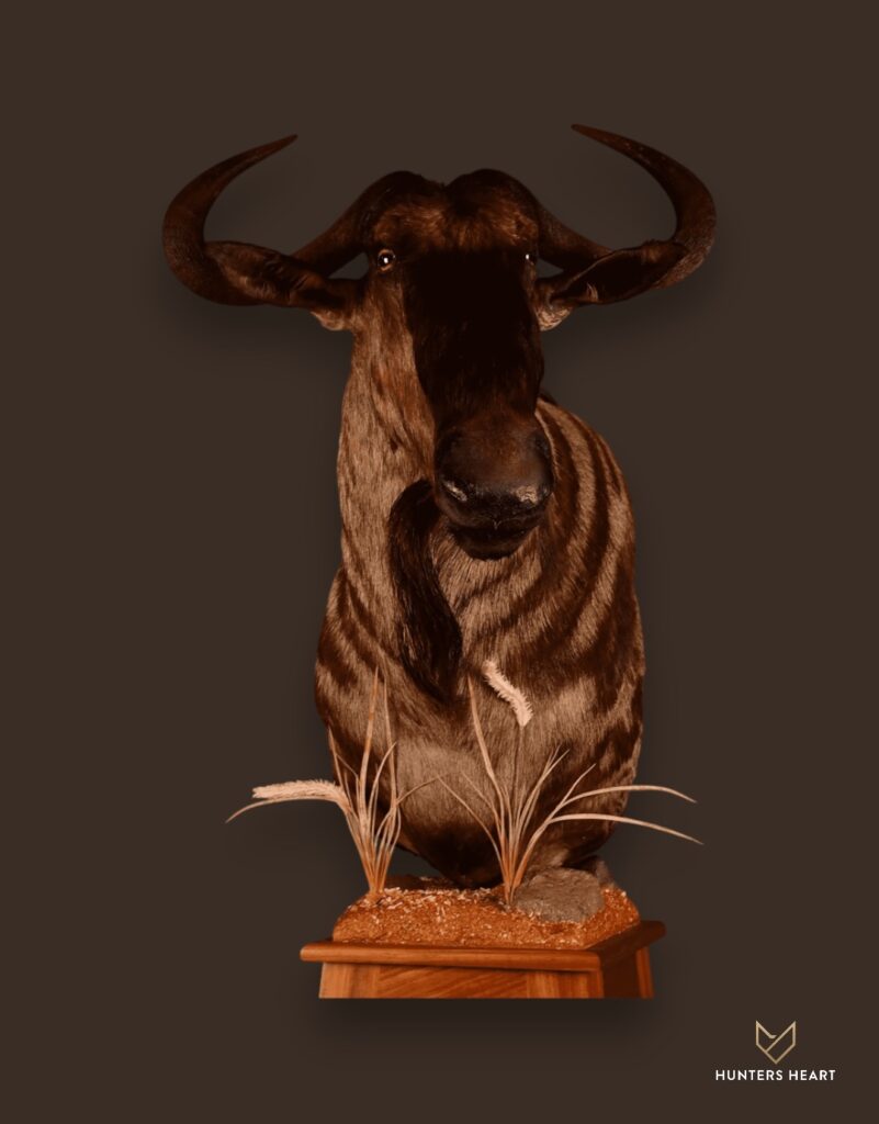 Blue Wildebeest Floor Pedestal Mount Taxidermy - Premium Edition