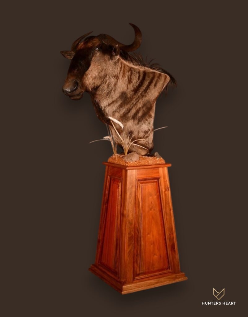 ALT TEXT|Blue Wildebeest Floor Pedestal Mount Taxidermy - Masterpiece Collection