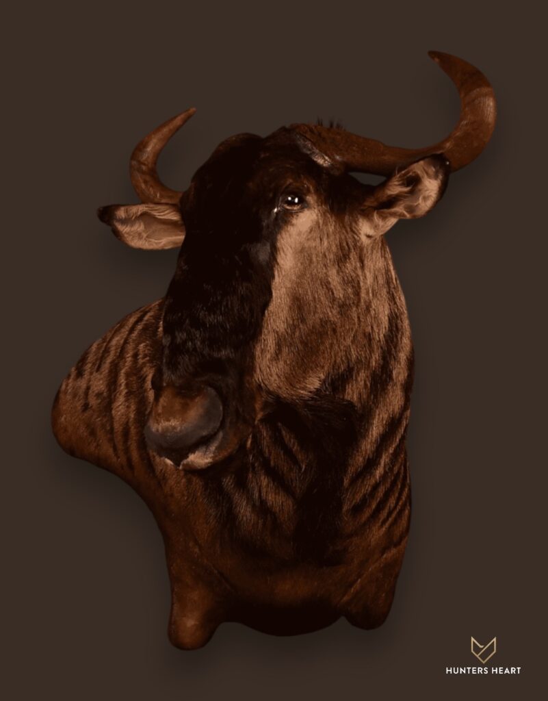 ALT TEXT|Blue Wildebeest Wall Mount Taxidermy - Heritage Quality