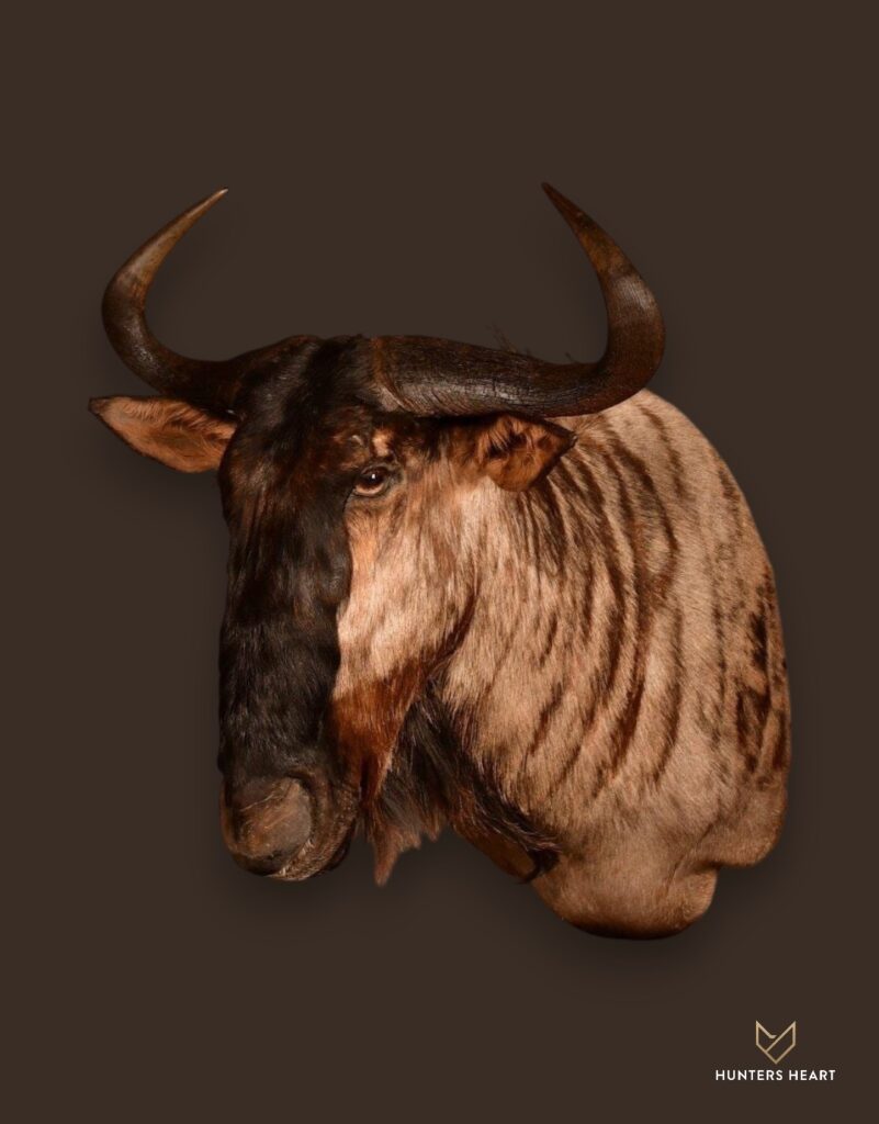 Blue Wildebeest Wall Mount Taxidermy - Signature Series