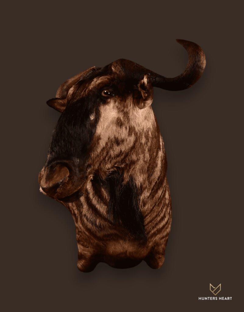 ALT TEXT|Blue Wildebeest Wall Mount Taxidermy - Classic Display