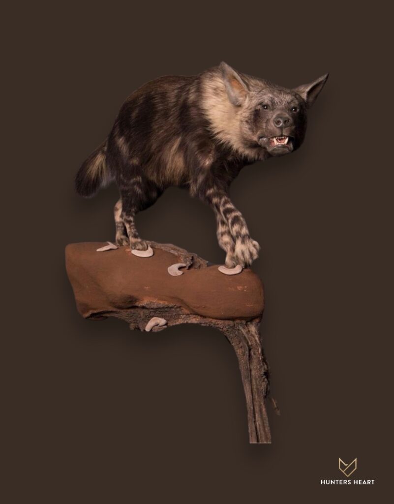 ALT TEXT|Brown Hyena Life-Size mount Taxidermy - Premium Edition