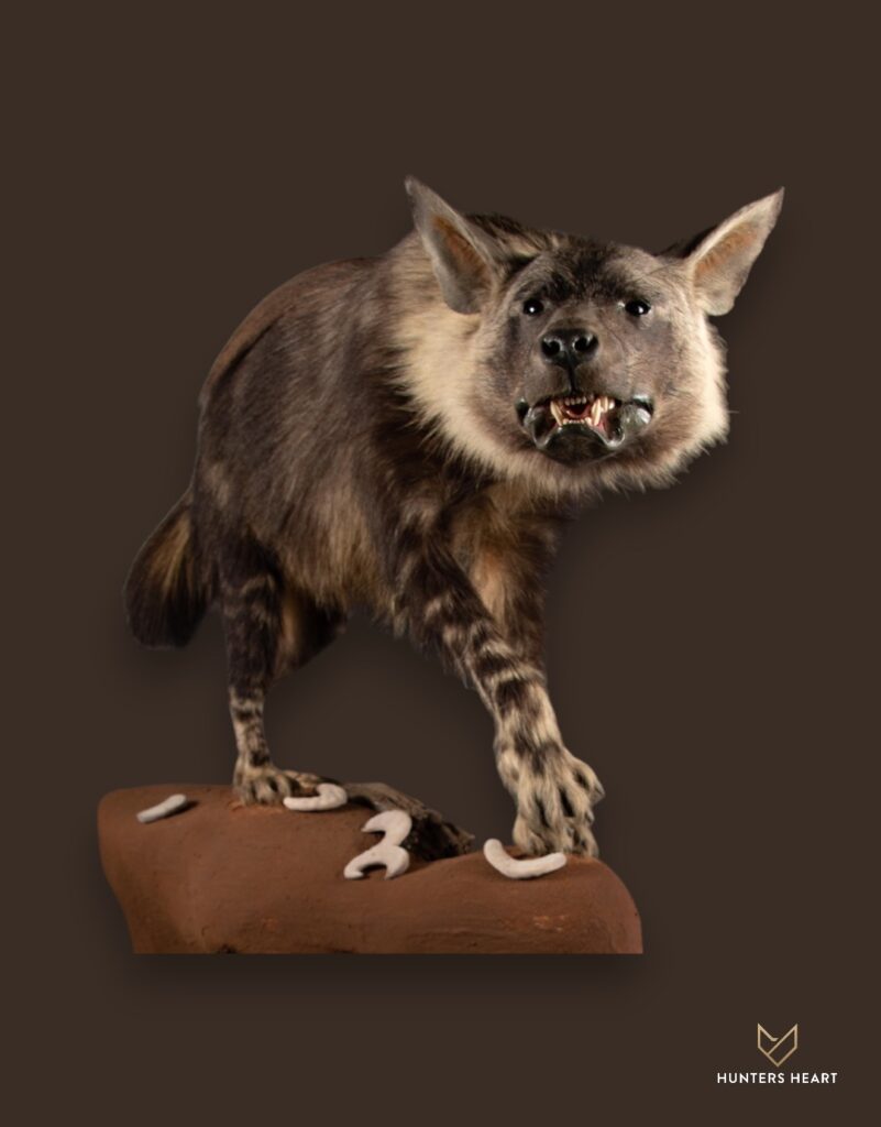 ALT TEXT|Brown Hyena Life-Size mount Taxidermy - Exclusive Mount