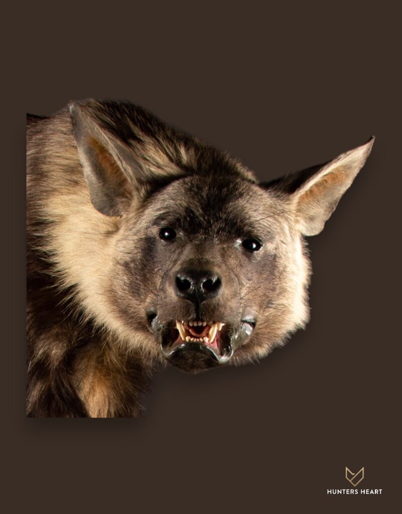 ALT TEXT|Brown Hyena Life-Size mount Taxidermy - Masterpiece Collection