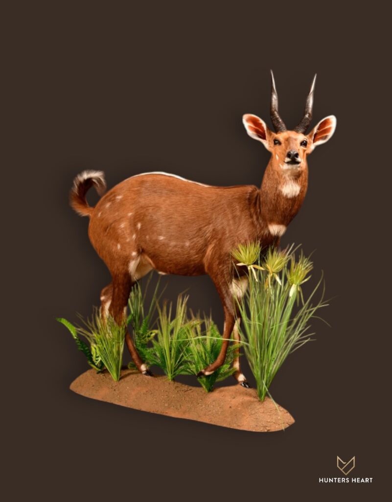 ALT TEXT|Bushbuck Life-Size mount Taxidermy - Premium Edition